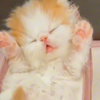 全世界都会喜欢可以萌萌哒的小猫咪吗