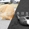 【流浪猫の冬日生活】车水马龙的城市 上一秒欢喜 下一秒悲伤