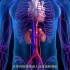 医维度3D解剖九大系统之泌尿系统
