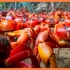 最壮观的生物景观之一，上万只红蟹集体大迁徙，落单者被黄蚁捕食