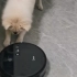 狗和扫地机器人的博弈