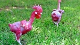 素食主义vs肉食主义 11cff30a62844cdc9a64a5d1ac96cb2da1a050df.jpg@280w_158h_1c_100q.jpg