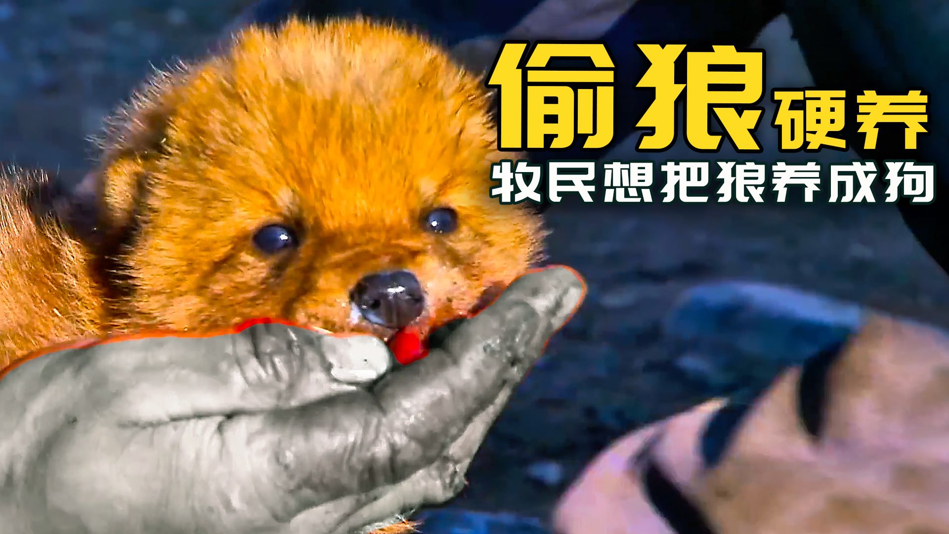 偷狼硬养 = 这是帮我当狗养啊！！！