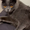 再次变成猫，我愿称之为变成猫2.0系列