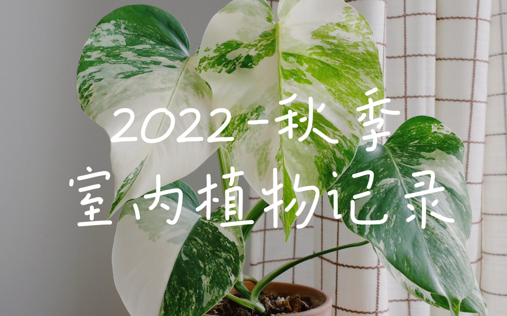 2022秋季室内植物记录哔哩哔哩bilibili