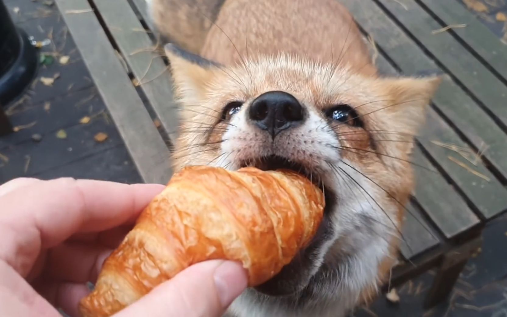 给牛角面包恰小狐狸