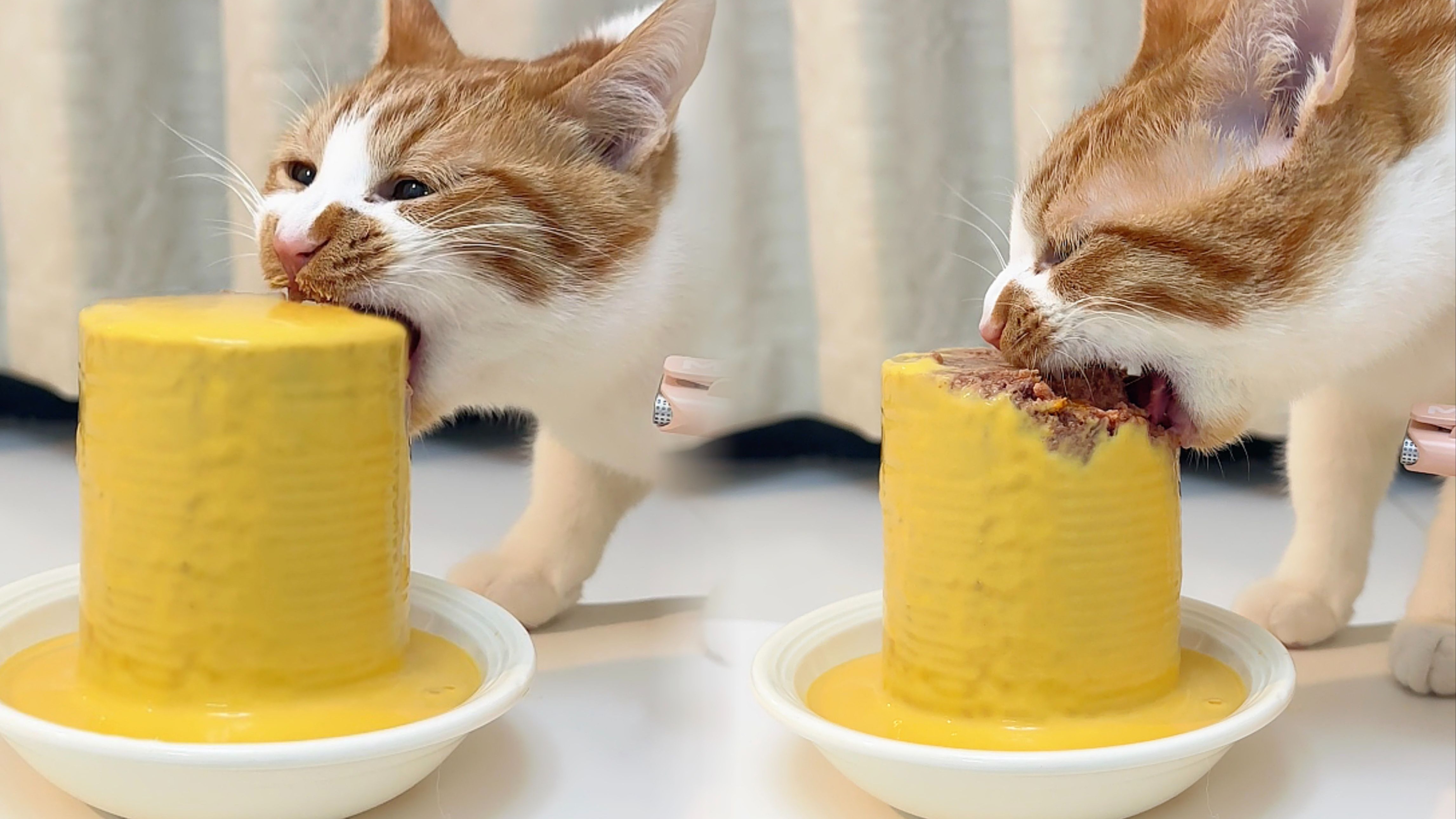 沉浸式啃罐🥫橘猫car猛啃400g巨无霸🫣