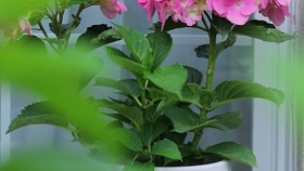 怎么养花才是乐趣 1207a2156ddb665c61a995ae2b4ca1e06b9b0d32.jpg@280w_158h_1c_100q.jpg