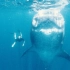 【纪录片】《温柔的巨人》阮经天 海洋动物保护公益短片