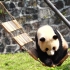 【大熊猫】蔓越煤爬吊桥吃胡萝卜
