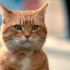 【光影亮点/电影剪辑】《流浪猫鲍勃》，吸猫能戒毒？