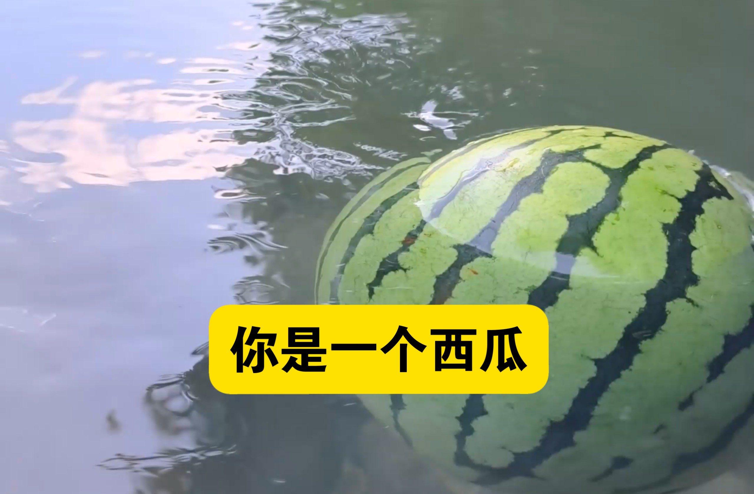 假如你是一个西瓜