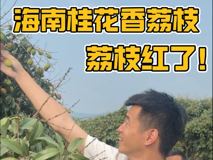 2025年的第一颗荔枝你尝到了没？海南桂花香荔枝就已经开始熟了，我替大家先尝尝！