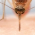 T君观察：蚊子怎样吸你的血并留下病毒？