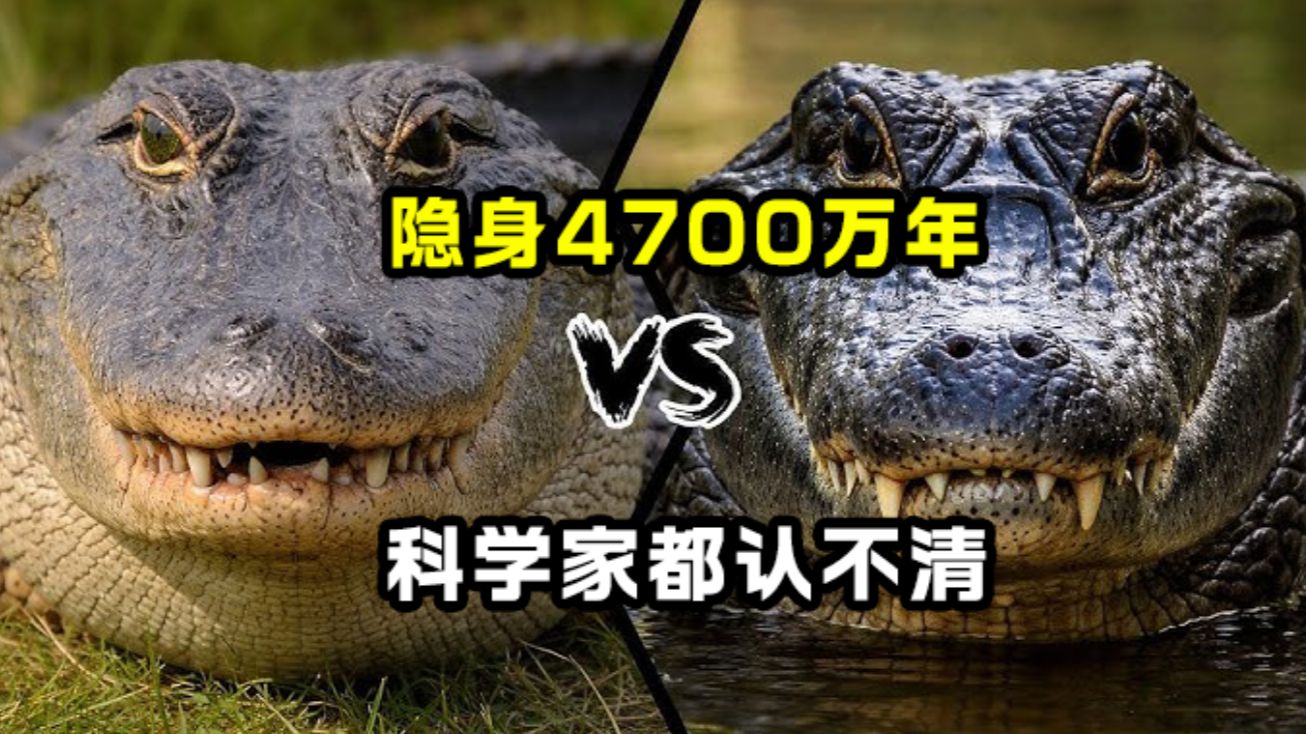 原来网络热梗还保守了，鳄鱼“弟弟”隐身能力颠覆学界