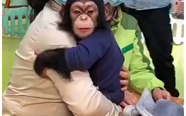 小猩猩到底有多可爱，看完你就会爱上了！