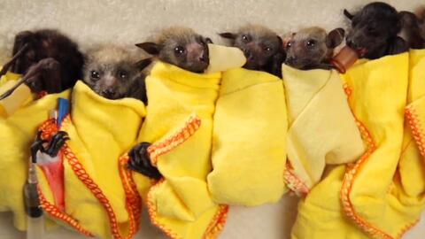 12835c949507b4264a65d17cbfab97d8e37691e8.jpg@480w_270h_1c