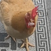 傻小鸡吃啥呢ʕ≧ᴥ≦ʔ