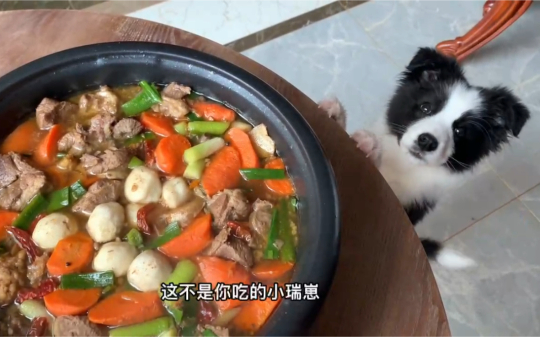 狗子：不是我吃的东西 我只看一眼