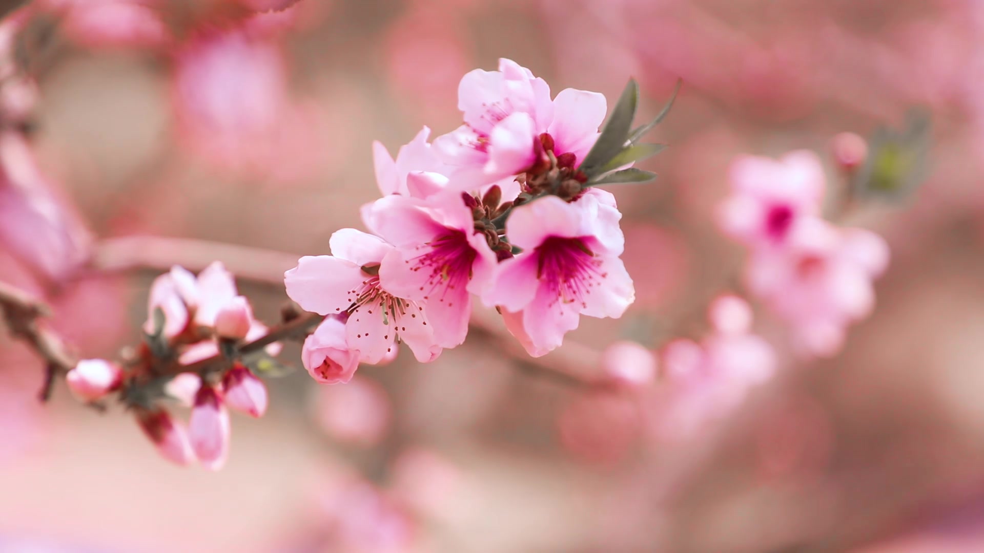 陕西省榆林市市花