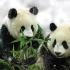 【中国纪录片】大熊猫的故事【一个90年代的熊猫纪录片】