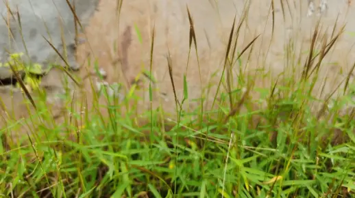 青草药——长在小水沟边上的猫毛草