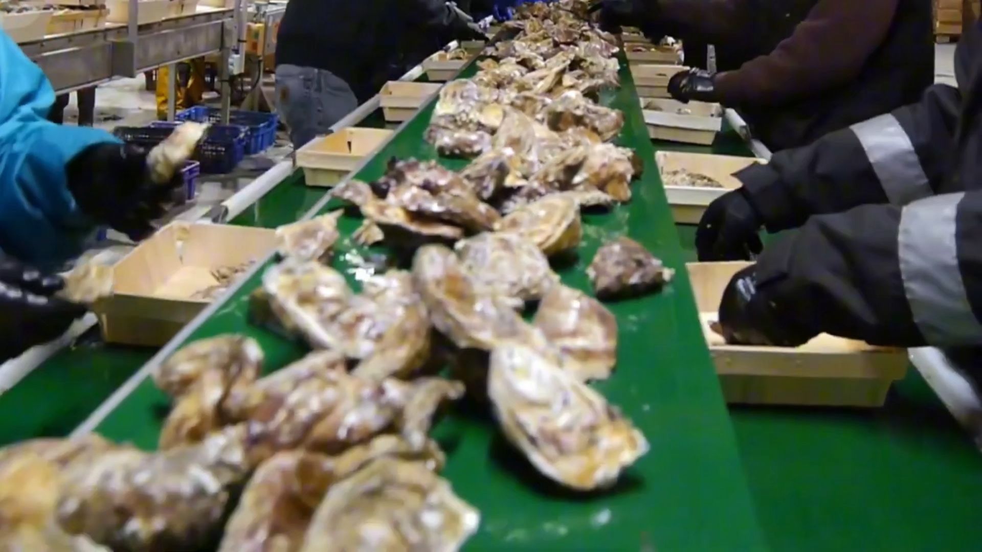 水产厂处理生蚝的过程。多种自动化技术运用其中。