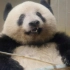 【大熊猫香香】第一只会擀饺子皮的熊猫
