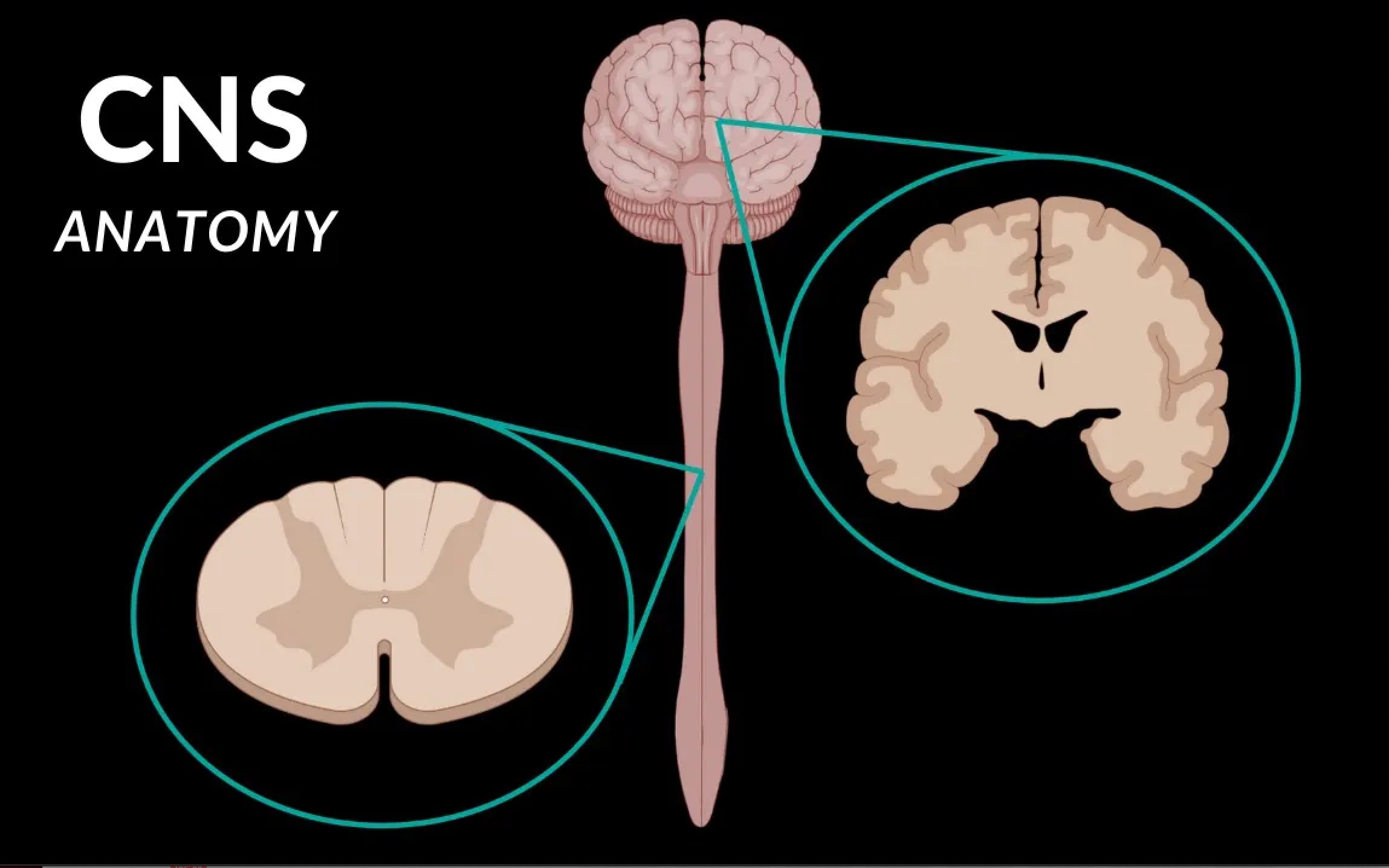 中枢神经系统概述（神经元、神经胶质细胞、白质与灰质、神经系统的发生与发育）