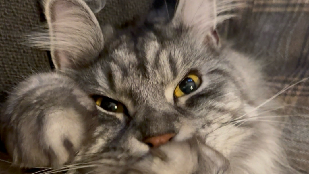 缅因猫嘬嘬嘬手手嘬成小兔几
