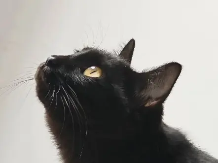 阿米嘎蒂朵～喵喵