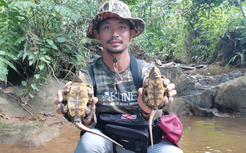 泰国雨林中随处可见的鹰嘴龟