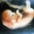 【演示】3D-9个月胎儿的长成过程