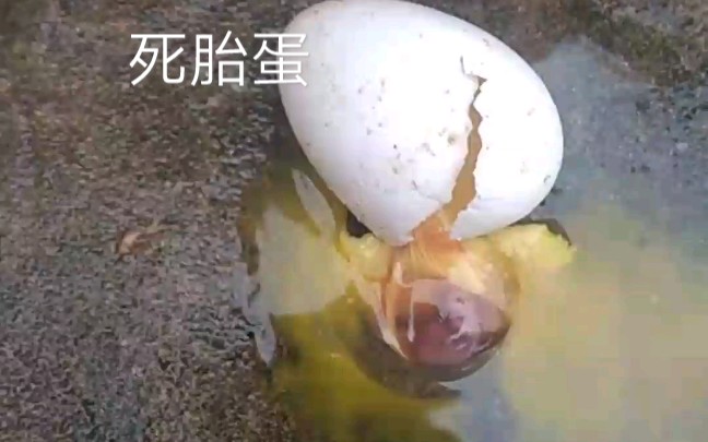 鸽子孵了七八天又变成死胎蛋这种情况我遇见好几次了这是怎么回事