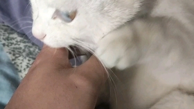 吸猫小能手 133d51b646095cedb6a4c2d18248a547bf85e96b.jpg@280w_158h_1c_100q.jpg