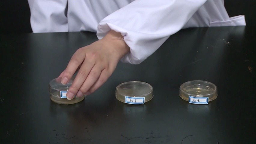 实验探究9 检测不同环境中的细菌和真菌