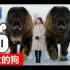 [TOP10]世界上最大的十种狗狗排名 - 10大汪星人系列