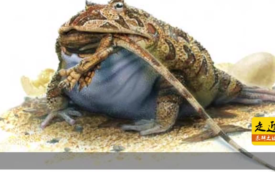 【科普】史前巨兽"魔鬼蛙",爱吃恐龙和蜥蜴,体长40厘米重9斤多!