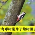 啄木鸟啄树是为了给树驱虫？你们都被骗了，它们根本不是好鸟