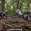 渡渡鸟真正灭绝的原因