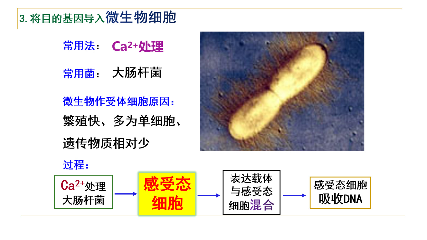 1.2.3将目的基因导入受体细胞