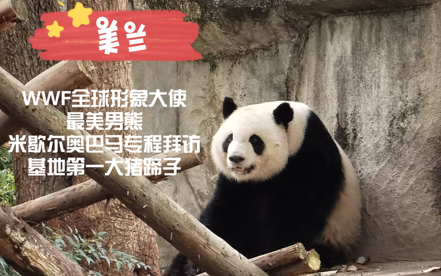 【大熊猫美兰&奇福】大猪蹄子美兰和怀着福多多的辣妈奇福打情骂俏。（2021年春）