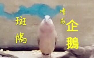 13a4b1a9c381784c7e95a6a7a9729fb1156e9bf1.jpg@480w_270h_1c