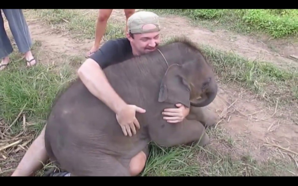 这头小象喜欢拥抱 你不抱我 我就要抱你了！