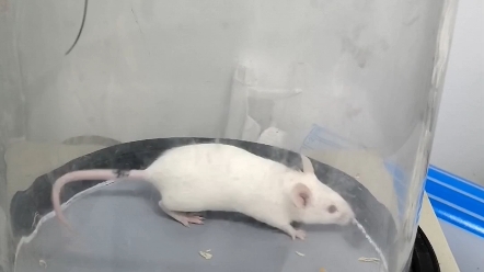 小鼠热板实验里的几种疼痛反应行为
