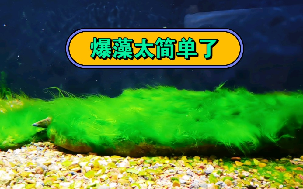 爆藻一天长5厘米太恐怖了吧
