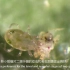 叶螨的生物防治-加州新小绥螨Biological control of spider mite - Neoseiulus