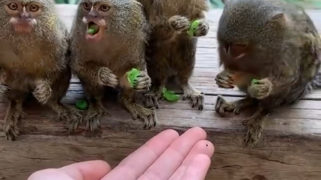 侏儒狨猴是世界小的猴子，几颗豌豆就能吃饱了，太可爱哦