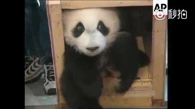 孟菲斯大熊猫 ——乐乐