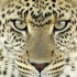 【TOP5】豹子精彩捕猎集锦，集速度、力量、爆发于一身！
